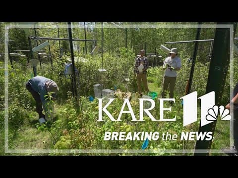 Researchers study impact of climate change on forests in northern Minnesota