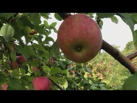 National Apple Day