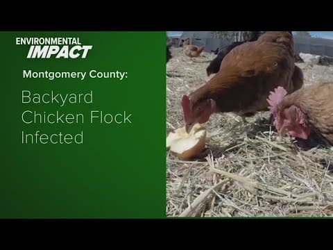 Bird flu and its impact on sky high egg prices