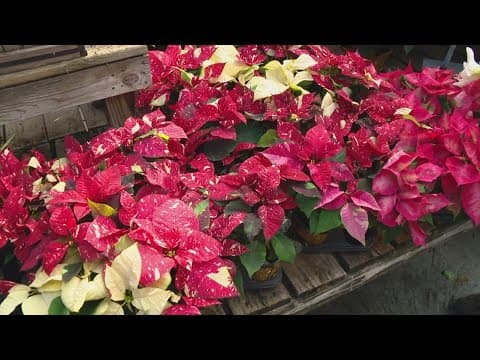 Pat Sullivan's tips for poinsettias after the holidays
