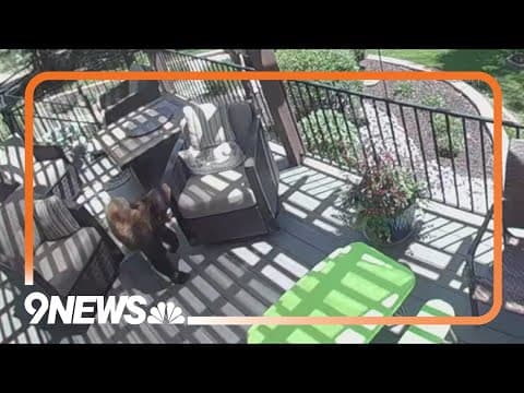 Bear caught on video climbing onto a deck in Castle Rock