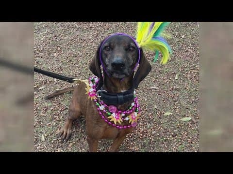 Mardi Paws to parade in Covington this Sunday with 'Bark and Roll' theme