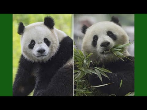 Giant pandas return to National Zoo this week