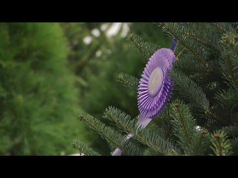 Christmas in August? The Minnesota State Fair highlights tree growers