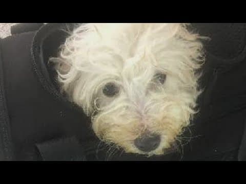 6 month old puppy abandoned at Indianapolis airport