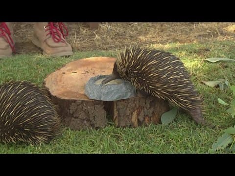 Zoo Day | Meet the echidna