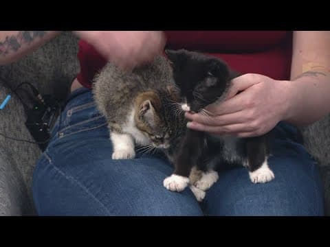 Petline9 | 3 sweet kittens need a forever home