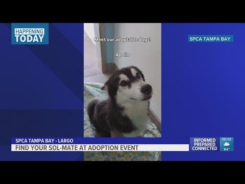 SPCA Tampa Bay waiving adoption fees for summer solstice