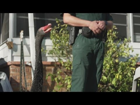 Arrest warrants issued for people who stole pair of black swans from Polk County home