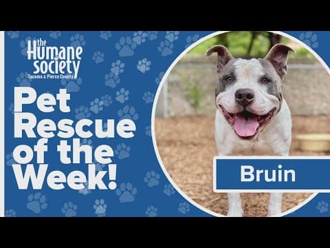 Pet Rescue of the Week: Bruin