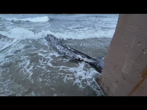 NOAA investigates young gray whale washed ashore in La Jolla