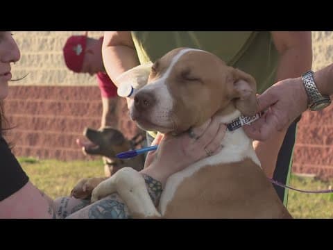 Dogs at risk of being euthanized if not adopted soon in Prince George's Co.