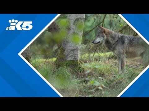 Wolves return to Woodland Park Zoo
