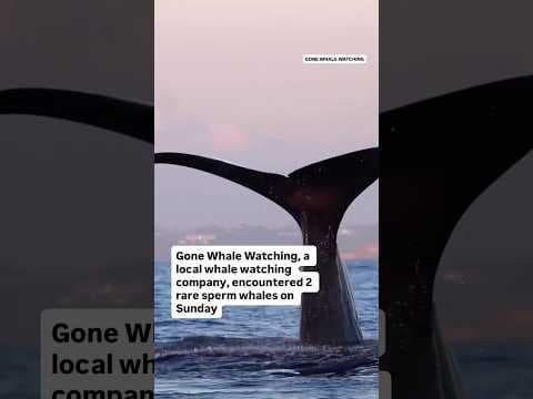 Local whale watching company spots rare sperm whales off San Diego coast