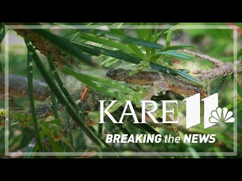 Spruce bud worm ravaging northern forests