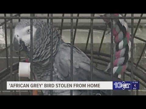 An African Grey Parrot was stolen from an Ybor City home, but the owner of the bird is not giving up