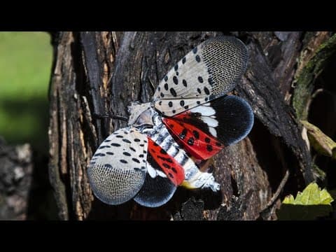 Spotted lanternfly seen in several Indiana counties