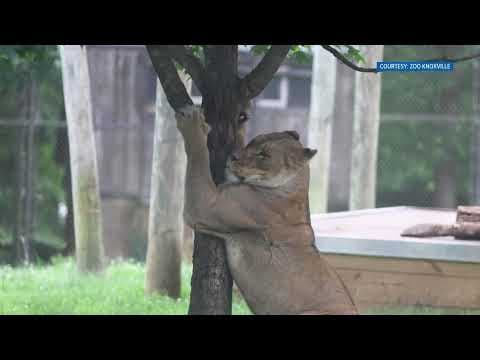 New lioness roars into Zoo Knoxville