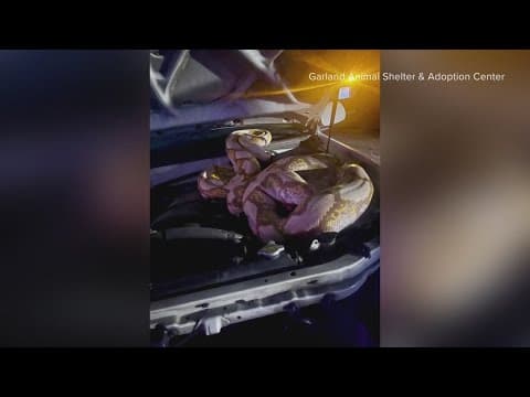 Garland Animal Control captures 15-foot python