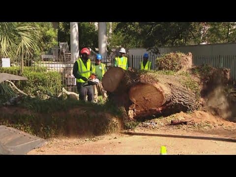 Fallen live oak in Uptown New Orleans one of three trees to succumb deluge of torrential rainfall