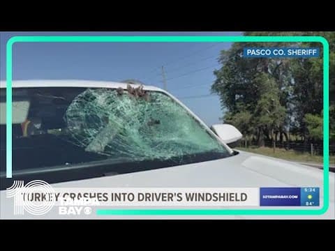 Turkey crashes into driver's windshield in Pasco County