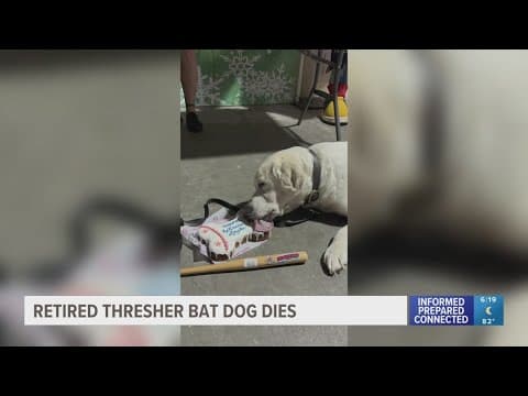 'Until we meet again, Layla': Clearwater Threshers mourning loss of retired bat dog