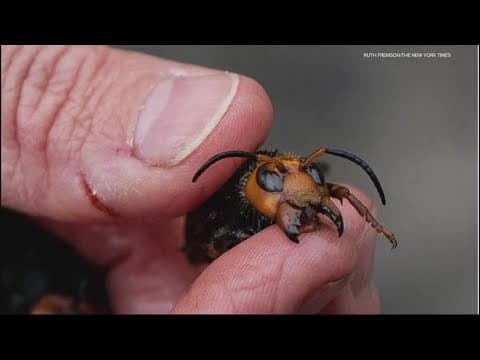 Invasive 'murder hornets' are wiped out in the US, officials say