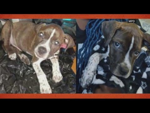 DC Police release new photos in stolen dog case