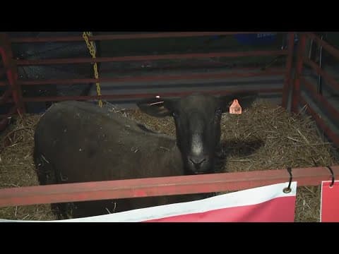 Ohio State Fair begins today: Here's what you need to know