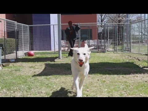 Tailwaggers: Meet Owen