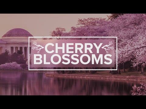 How will cooler weather impact peak bloom?