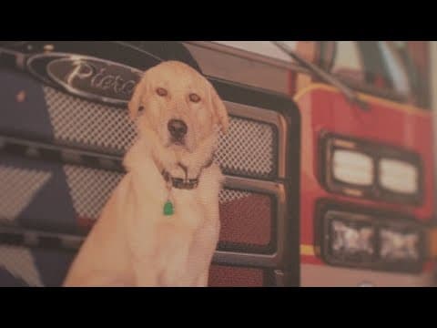 'Help us find Riggs' | North Texas fire department's firehouse dog goes missing