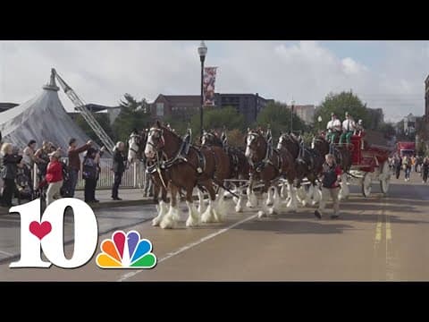 Budweiser Clydesdales makes special appearance at ribbon cutting on renovated Sunsphere