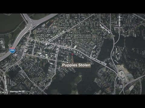 Police search for the person who stole 8 American Bulldogs and car from U St