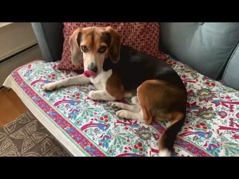 Will the solar eclipse impact pets?