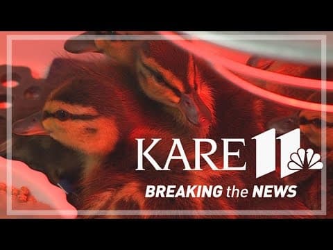 Wildlife Rehab Center sees spike after storms