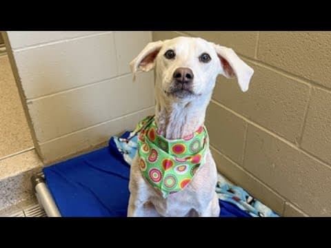 Pets of the Week: 3-2-2024