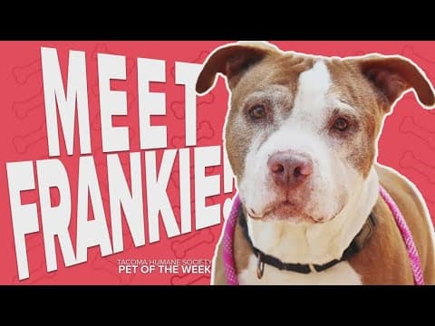 Pet Rescue of the Week: Frankie