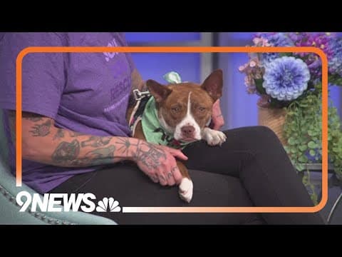 Help Ramsie find her forever home