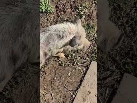 67 animals rescued in cruelty case in Thurston County