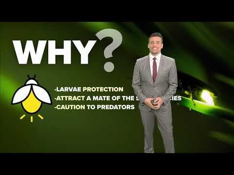 How to attract more lightning bugs where you live