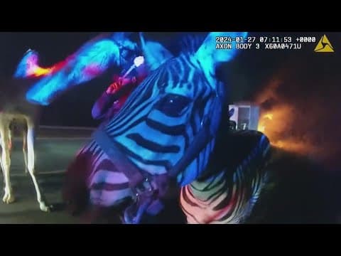Body cam video shows first responders rescuing circus animals from a burning semi