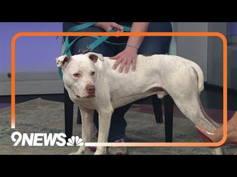 Sweet 8-year-old pup needs forever home