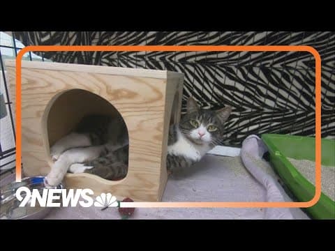 Thousands being donated to charity that Buffalo Bills' kicker worked with