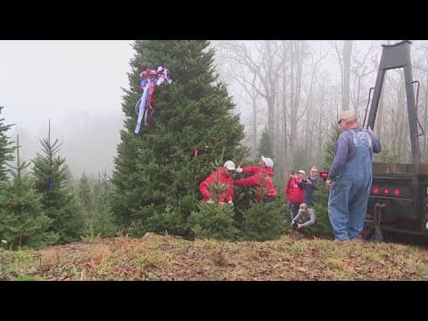 White House Christmas tree heading to DC