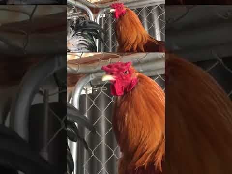 Backyard rooster complaints spike, neighbors complain to city about chicken and rooster noise