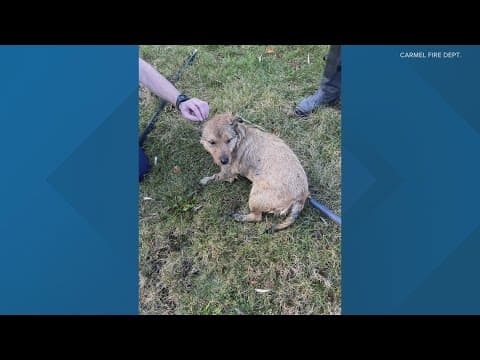 Firefighters rescue dog from icy pond
