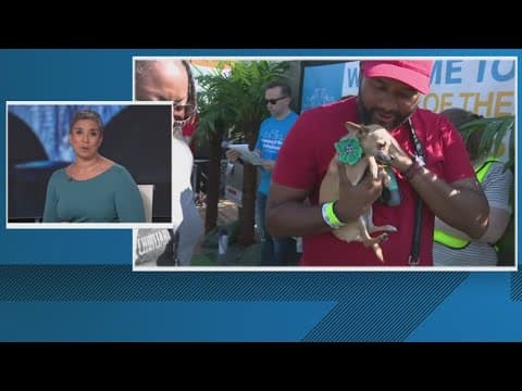 Running of the Chihuahuas in DC postponed for rain