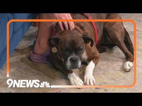 Looking to adopt a pup? Meet Delia!