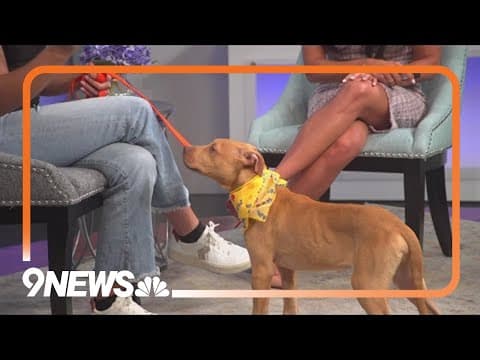 Meet Izzy, a sweet fur baby looking for a forever home